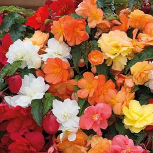 BEGONIA TRAILING MIXED