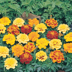 FRENCH MARIGOLD MIXED