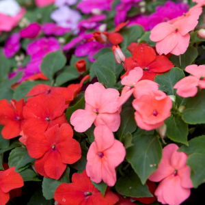 IMPATIENS (BUSY LIZZIES MIXED)