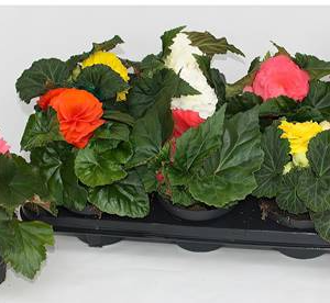 BEGONIA NON STOP (upright)